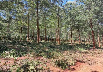 Residential Land in for Sale in Tatu City