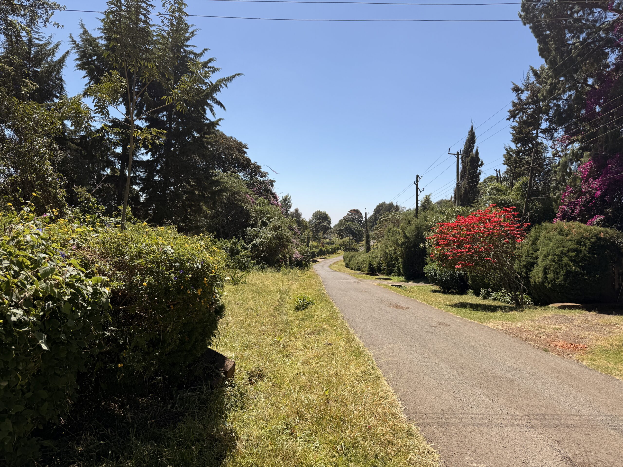 Access road to prime Tigoni land near Browns Cheese and Limuru Country Club.